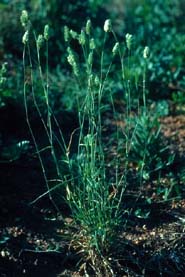 Annual Canarygrass