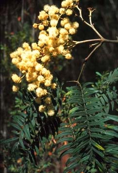 acacia elata