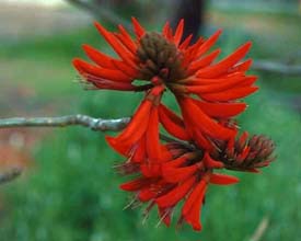 Erythrina X Sykesii